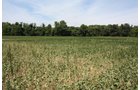 Property photo 3 - 78 Acres offered in 1 tract